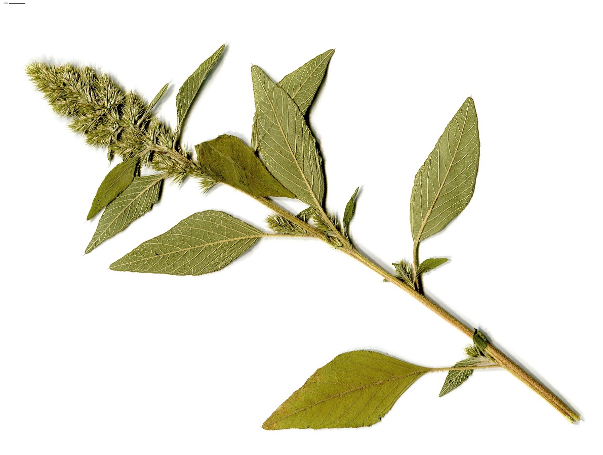 Amaranthus retroflexus (Amaranthaceae)